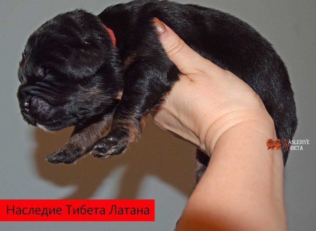Щенки от пары Брайн х Ютера